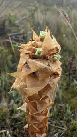 Espiga seca de bromelia vista de cerca. La especie no se confirma con los rasgos visibles.