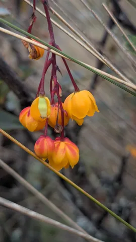 Flores anaranjadas y amarillas, en forma de campana, cuelgan de pedicelos rojos. Berberis es un género candidato tentativo.