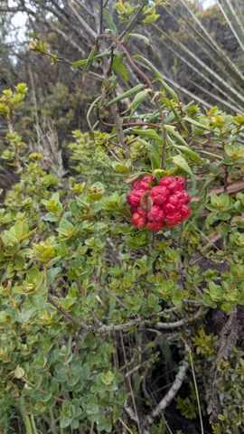 Una cápsula abierta de Bomarea deja ver semillas rojas entre hojas y vegetación de la ladera.