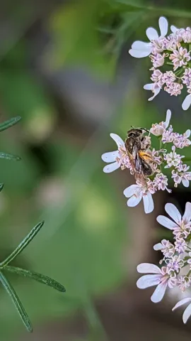 Ramillete de flores claras. La identificación más precisa sigue sin confirmarse.