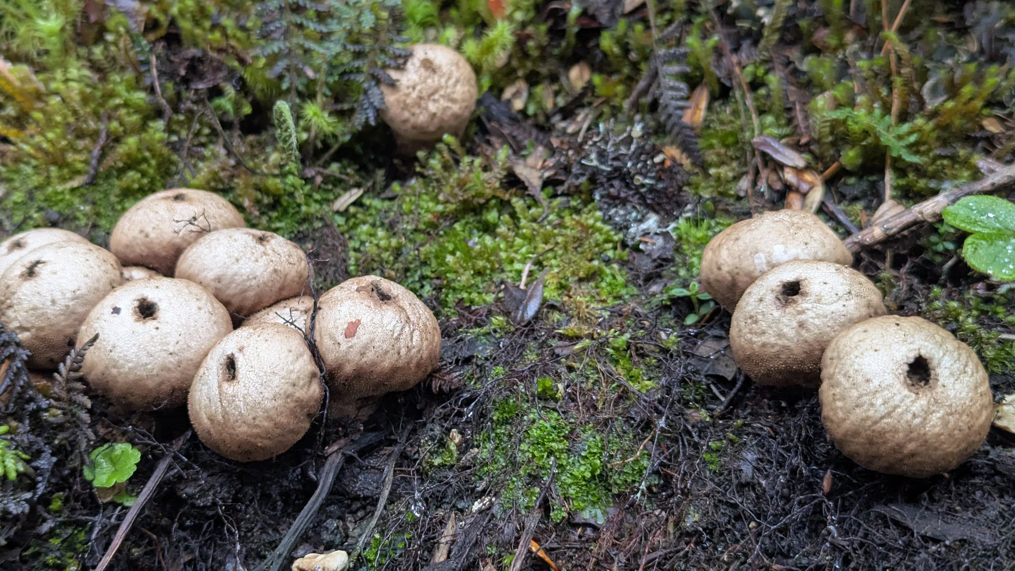 Hongos redondos en el suelo del bosque