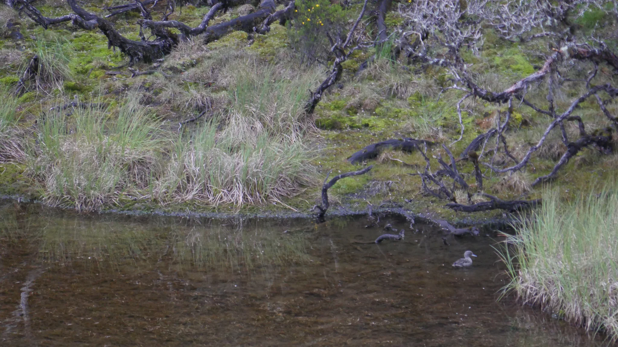 Agua somera bajo ramas con líquenes. El nombre del cuerpo de agua sigue sin confirmarse.
