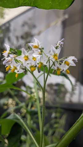 Flores blancas de Solanum junto a una pared.
