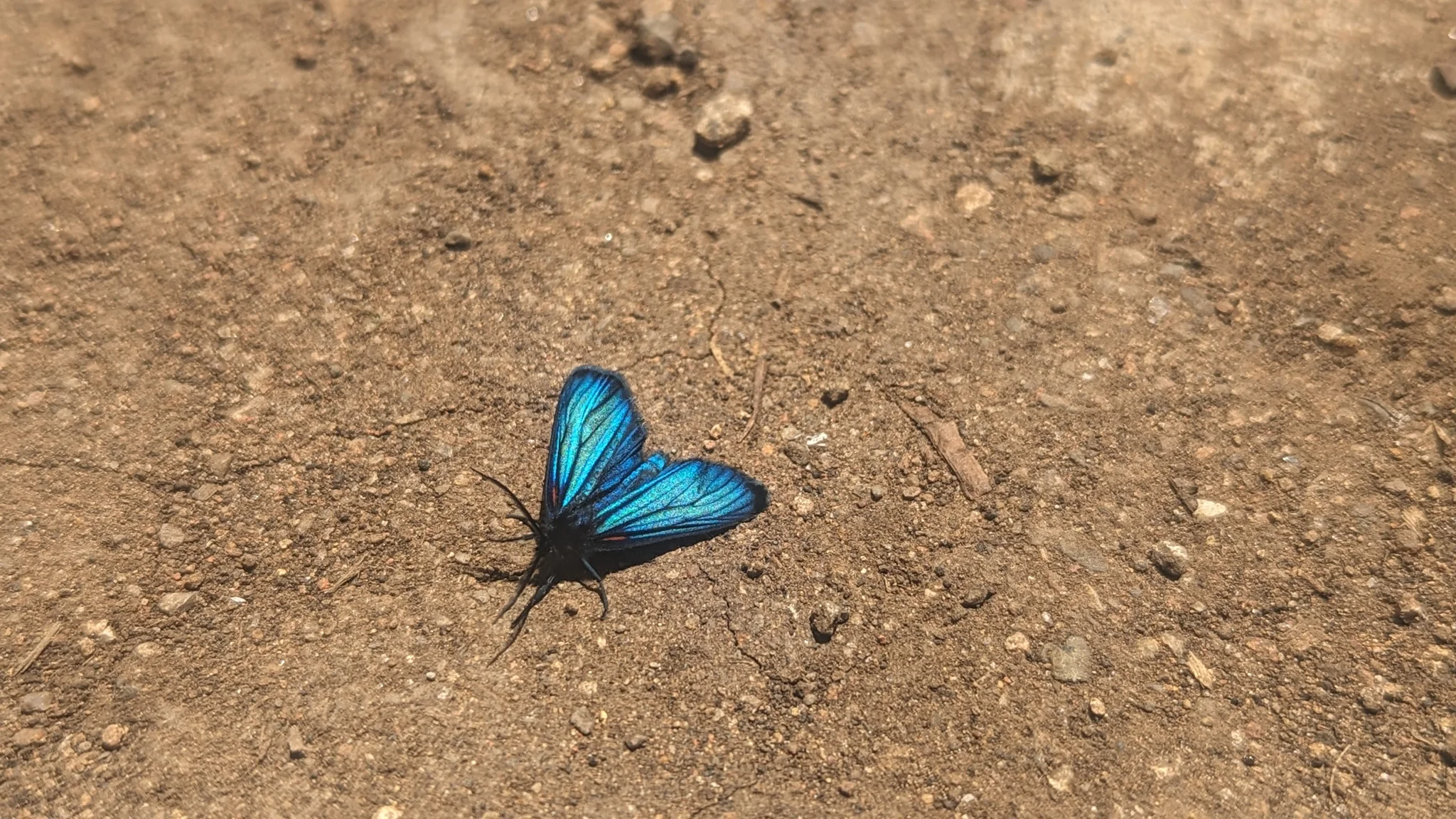 Mariposa azul con las alas abiertas. La identificación más precisa sigue sin confirmarse.