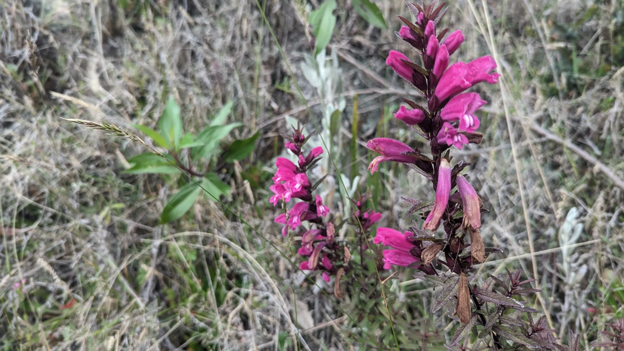Flores tubulares magenta de Lamourouxia se agrupan en tallos erguidos entre hierba seca y vegetación de la ladera.