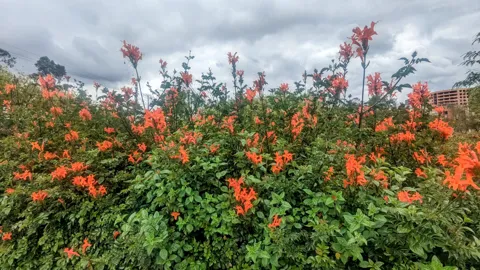 Tecomaria florecida junto a un muro.