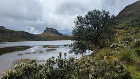 Un árbol junto a la laguna bajo nubes bajas