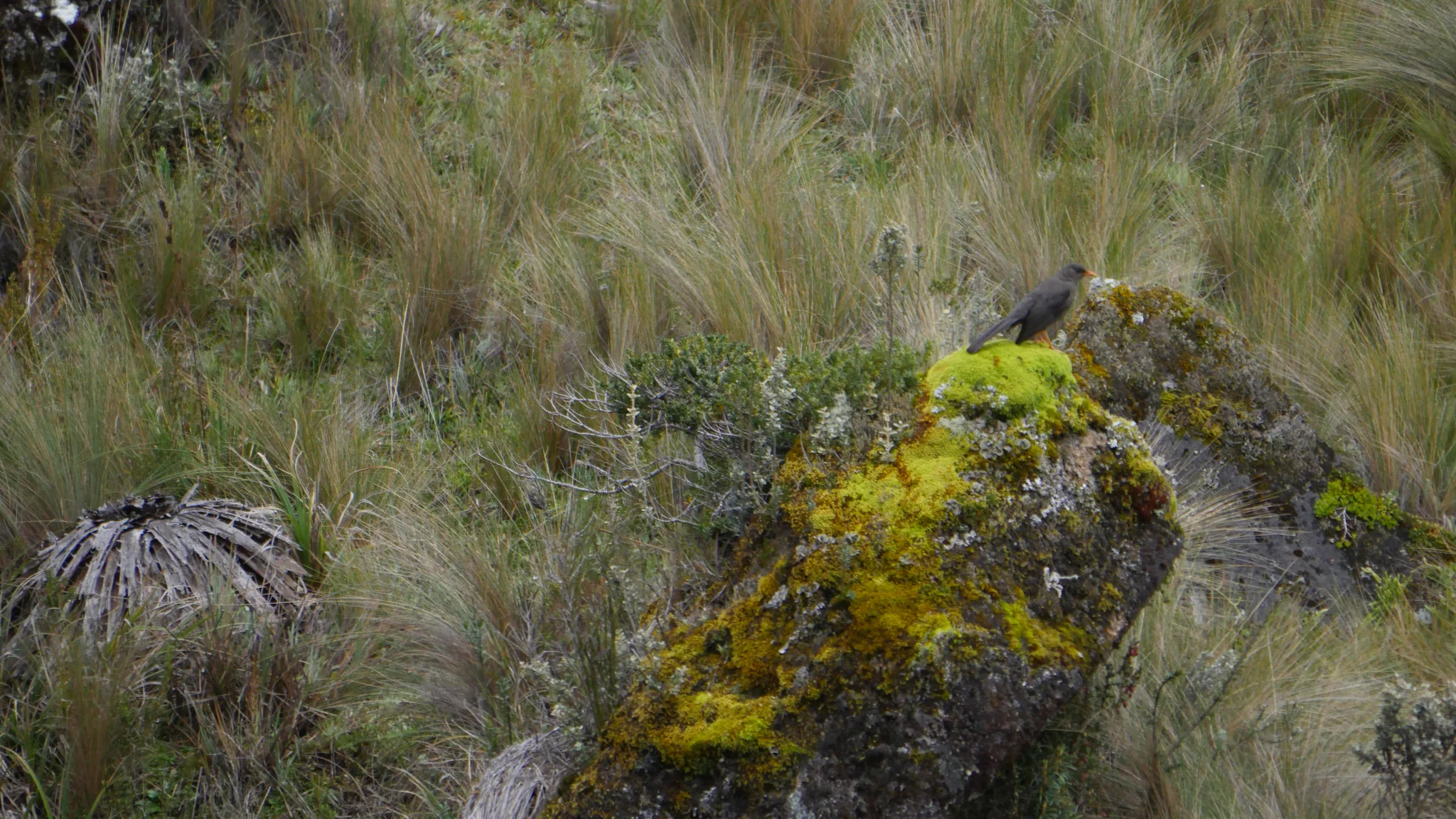 Ave pequeña junto a una roca con musgo. La identificación más precisa sigue sin confirmarse.
