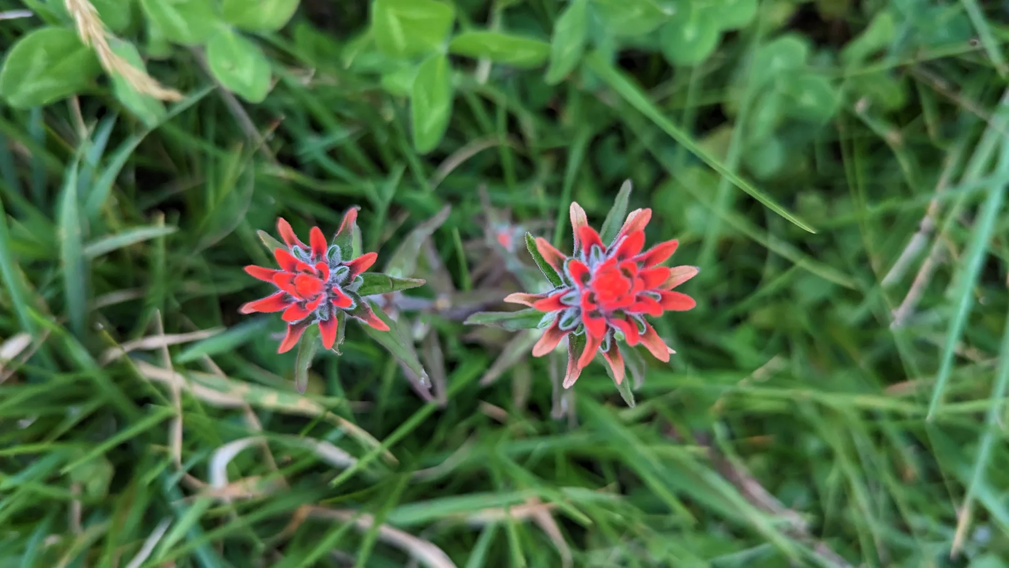 Brácteas rojas de Castilleja nubigena sobresalen entre la hierba, alrededor de pequeñas flores tubulares.