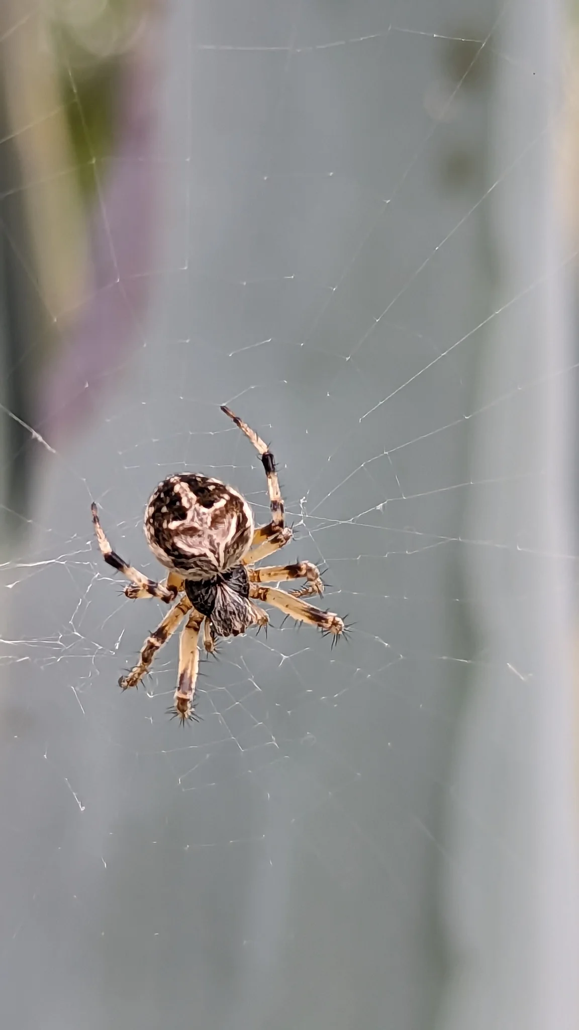 Araña de abdomen espinoso en su red. La identificación más precisa sigue sin confirmarse.