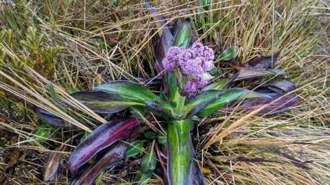 Un ramillete de Valeriana rigida surge del centro de una roseta de hojas rígidas entre el pajonal.