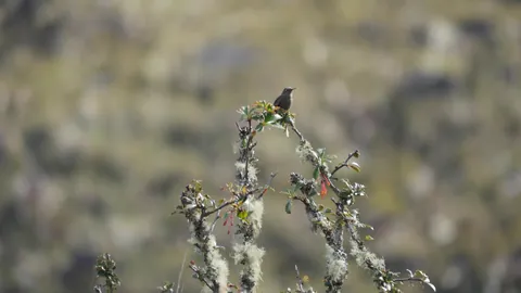 Un ave pequeña en una rama cubierta de líquenes