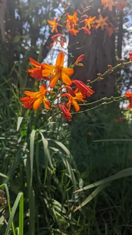 Crocosmia entre hojas en forma de espada.