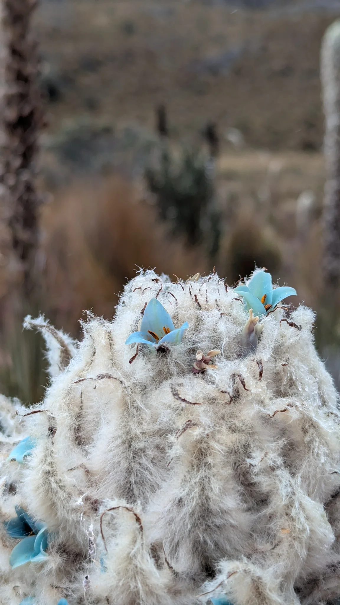 Detalle de una flor