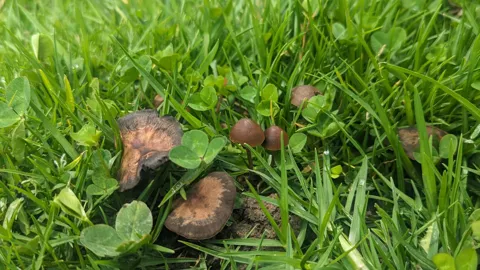 Pequeños hongos en el césped húmedo. La identificación más precisa sigue sin confirmarse.