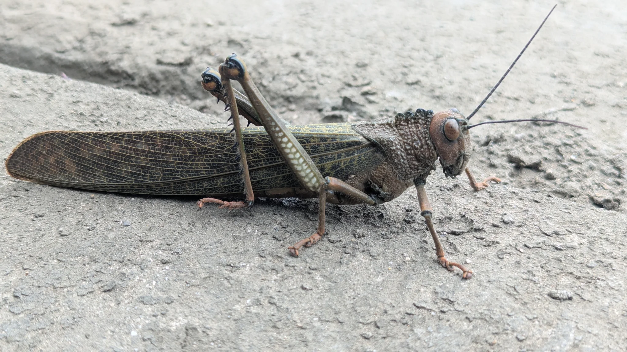 Saltamontes grande sobre suelo claro. La identificación más precisa sigue sin confirmarse.