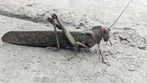 Saltamontes grande sobre suelo claro. La identificación más precisa sigue sin confirmarse.