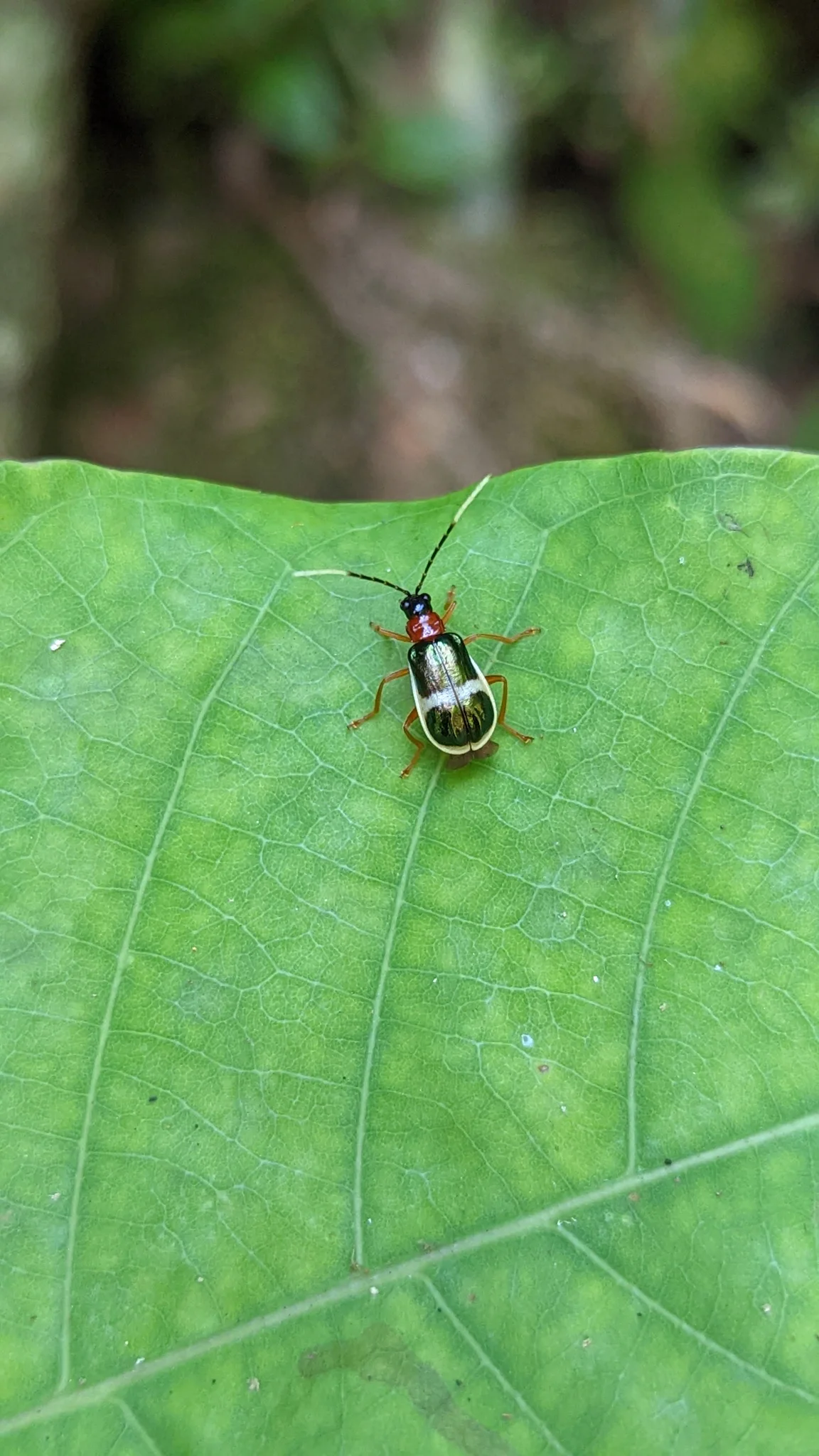 Insecto diminuto de manchas claras. La identificación más precisa sigue sin confirmarse.