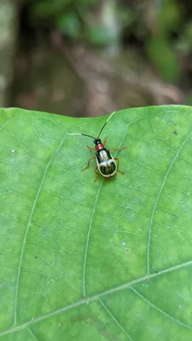 Insecto diminuto de manchas claras. La identificación más precisa sigue sin confirmarse.
