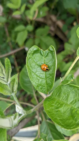 Pequeño insecto anaranjado en una enredadera. La identificación más precisa sigue sin confirmarse.