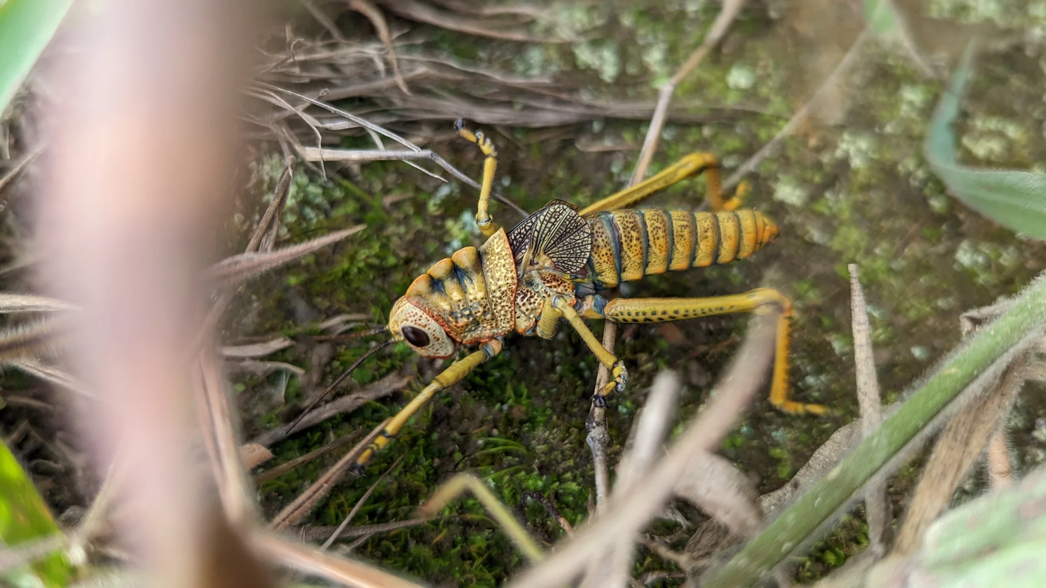 Insecto de franjas amarillas en la hierba. La identificación más precisa sigue sin confirmarse.