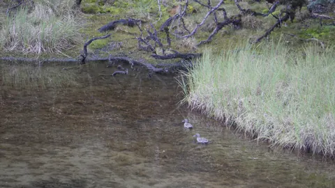 Aves acuáticas junto a una orilla resguardada