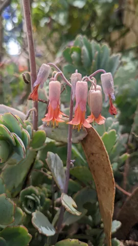 Flores tubulares rosadas y blancas. La identificación más precisa sigue sin confirmarse.