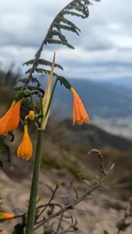Flores tubulares anaranjadas ante el cielo