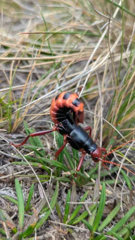 Insecto rojinegro de cuerpo alargado. La identificación más precisa sigue sin confirmarse.