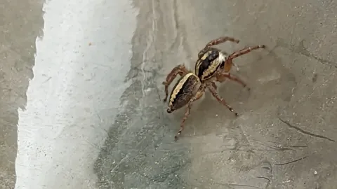 Araña de bandas longitudinales. La identificación más precisa sigue sin confirmarse.