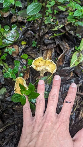 Hongos amarillos junto a una mano. La identificación más precisa sigue sin confirmarse.