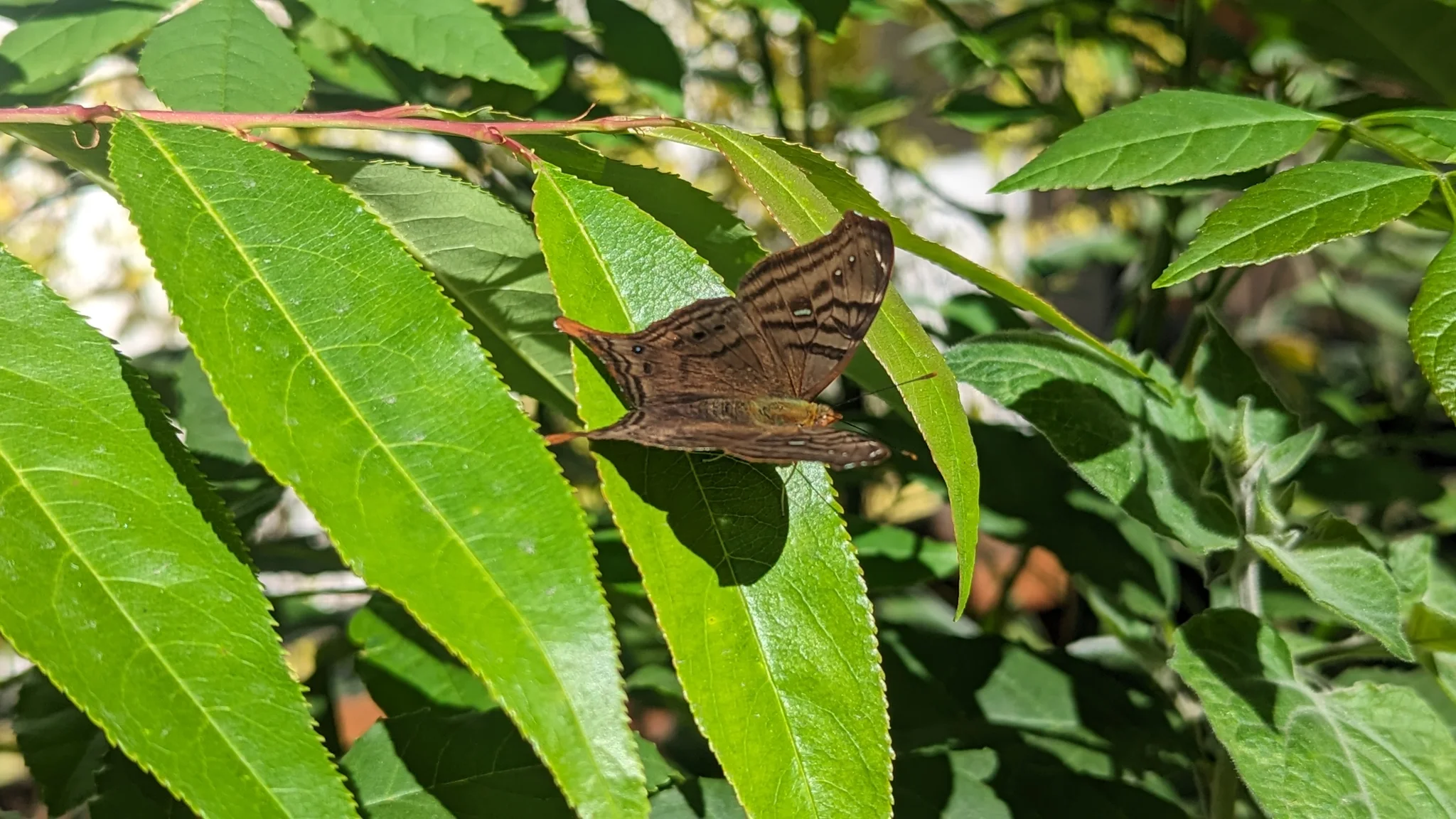 Insecto de alas plegadas entre hojas largas. La identificación más precisa sigue sin confirmarse.