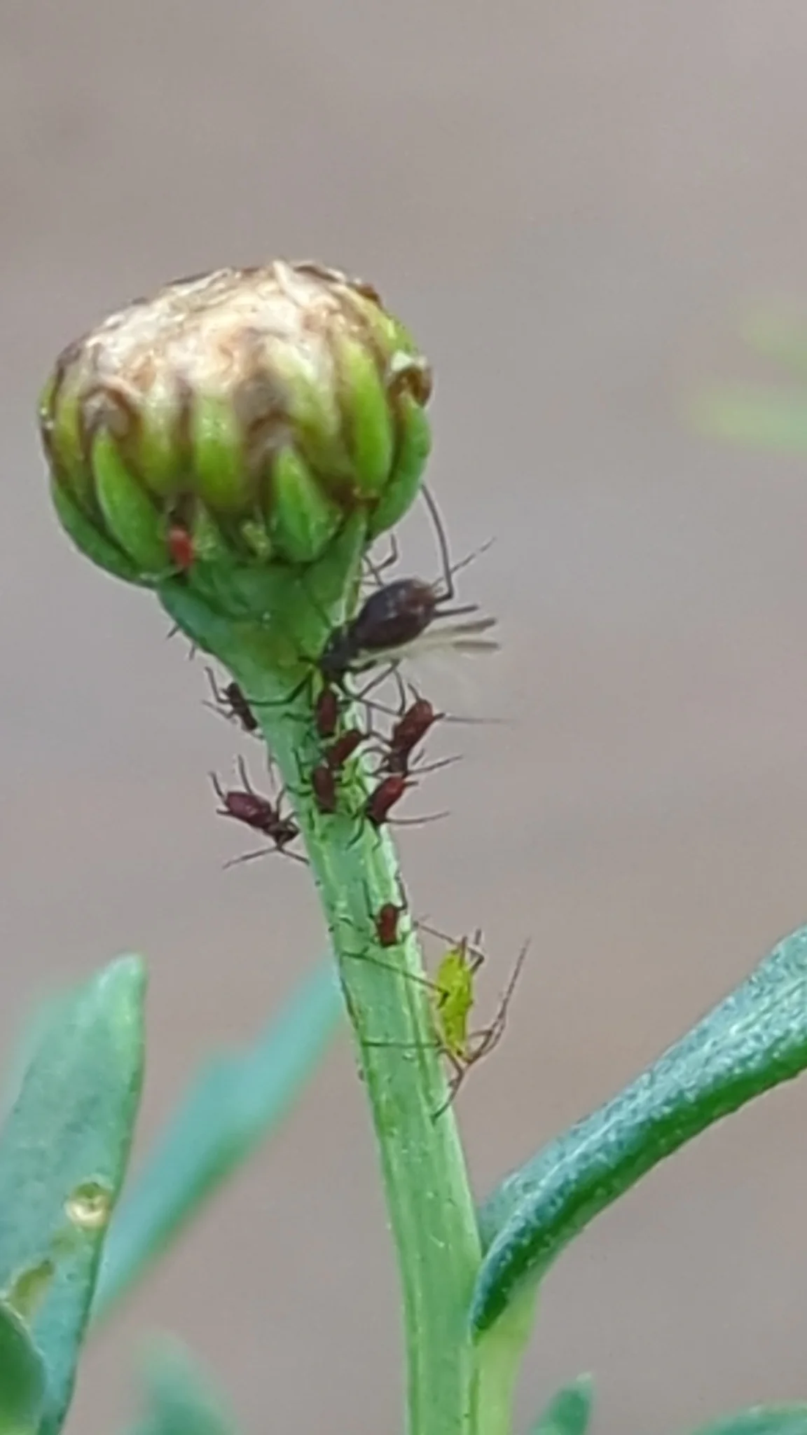 Botón floral cerrado. La identificación más precisa sigue sin confirmarse.