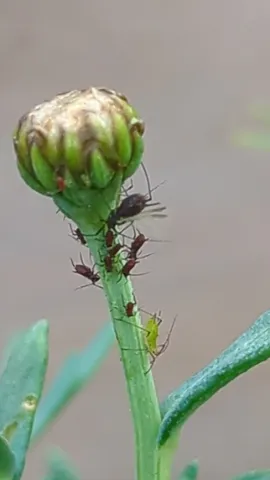 Botón floral cerrado. La identificación más precisa sigue sin confirmarse.