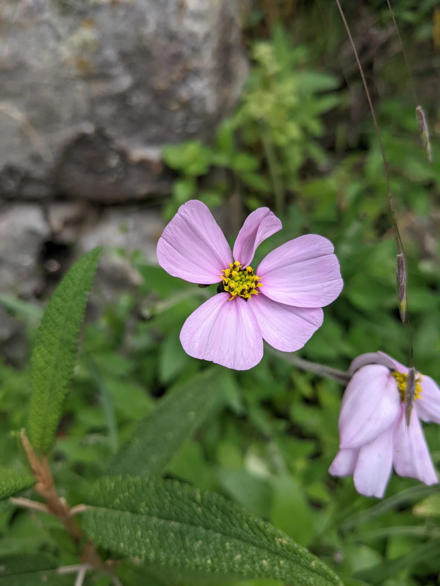 Flores rosadas de Cosmos bipinnatus.