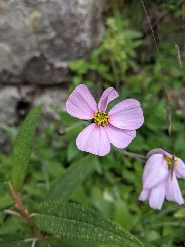 Flores rosadas de Cosmos bipinnatus.