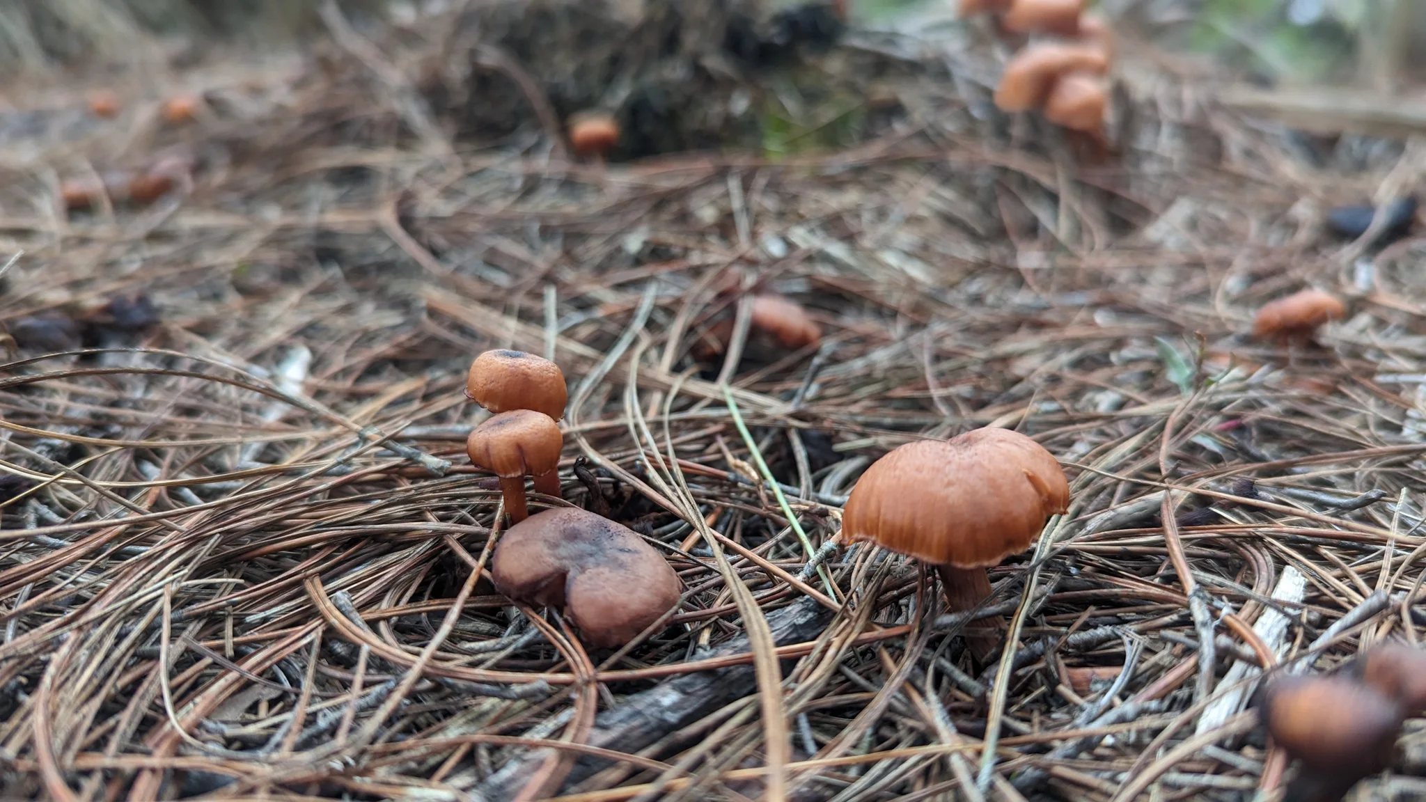 Pequeños hongos marrones entre agujas de pino