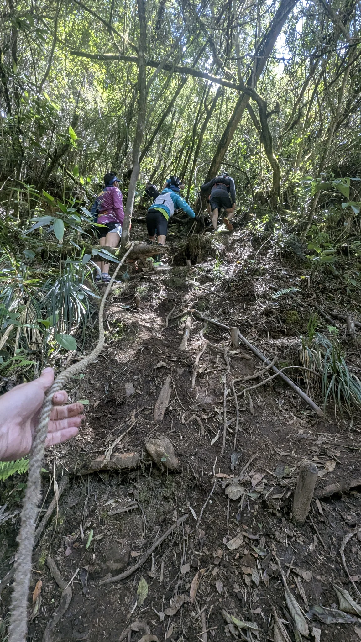 Una cuerda junto a raíces expuestas
