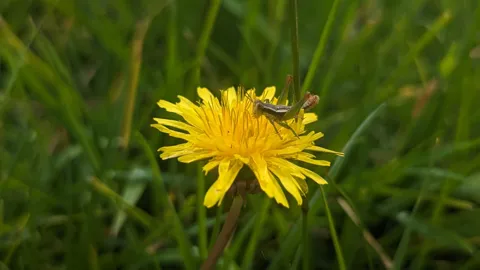 Saltamontes en una flor amarilla.