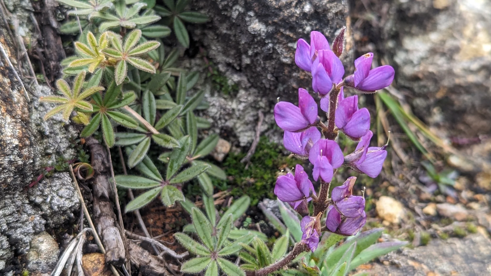 Flores moradas y amarillas en suelo rocoso. La identificación más precisa sigue sin confirmarse.