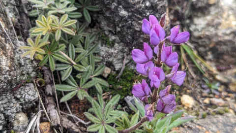 Flores moradas y amarillas en suelo rocoso. La identificación más precisa sigue sin confirmarse.