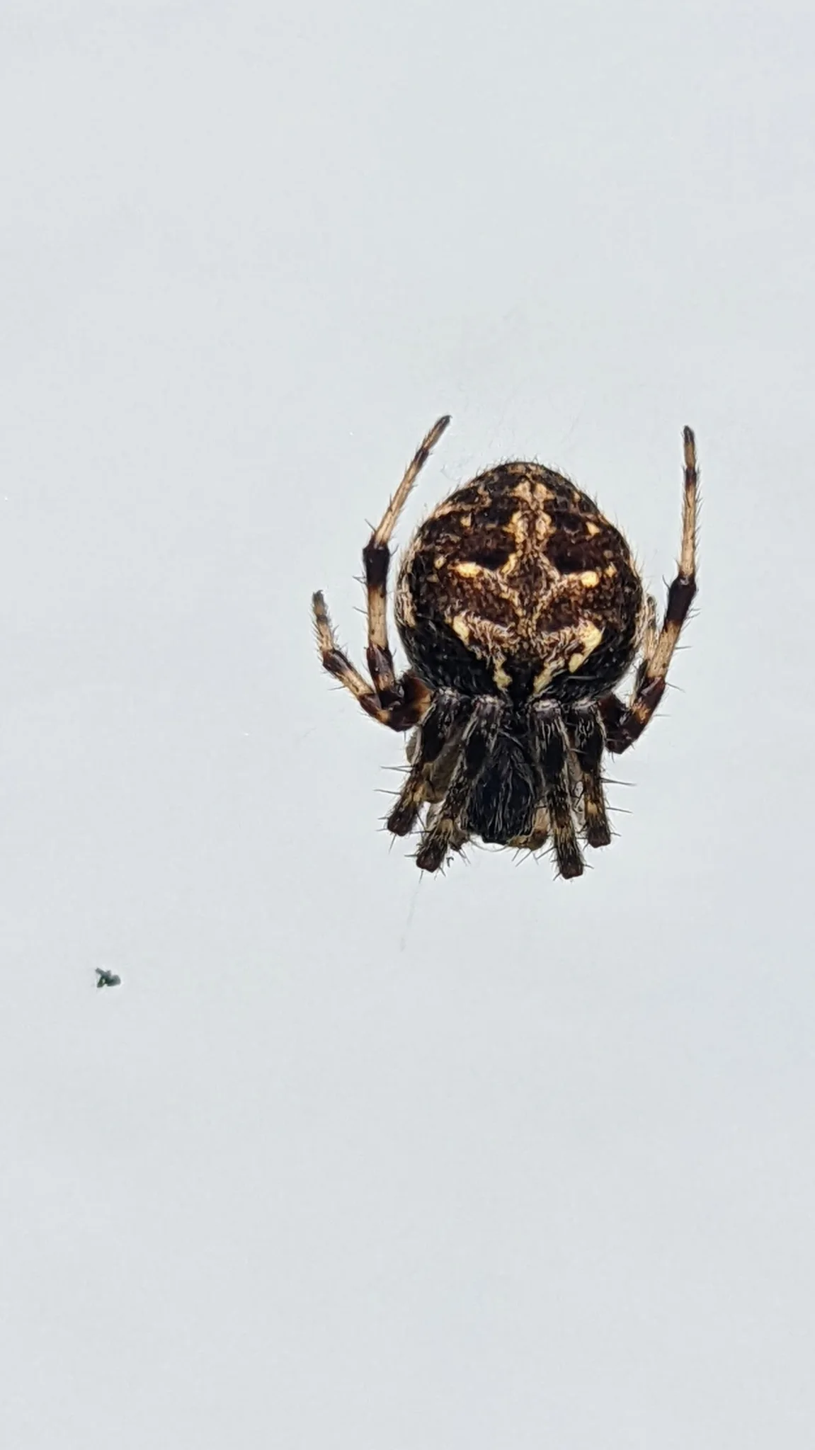 Araña moteada vista por debajo. La identificación más precisa sigue sin confirmarse.