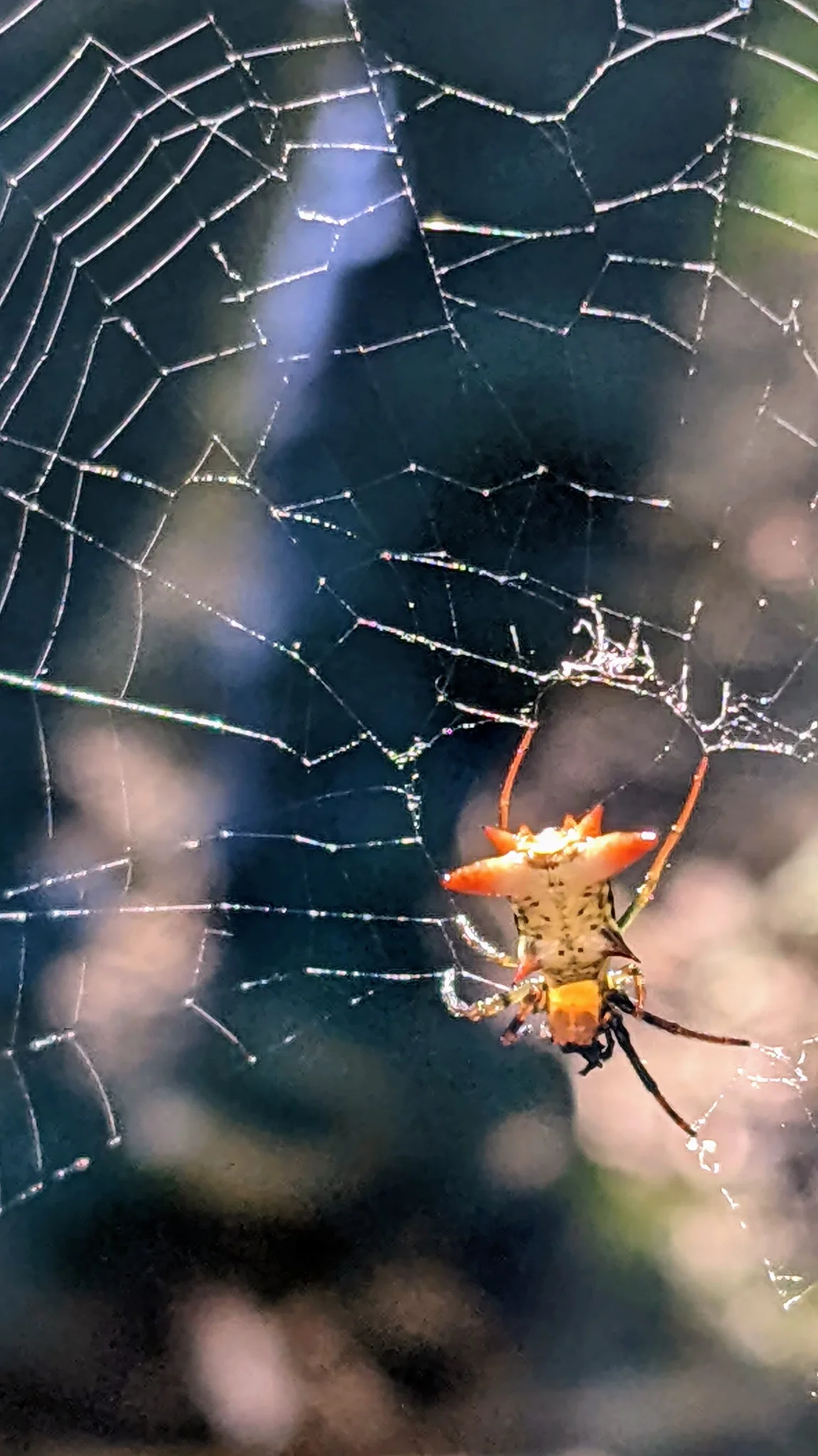 Araña anaranjada en una telaraña. La identificación más precisa sigue sin confirmarse.