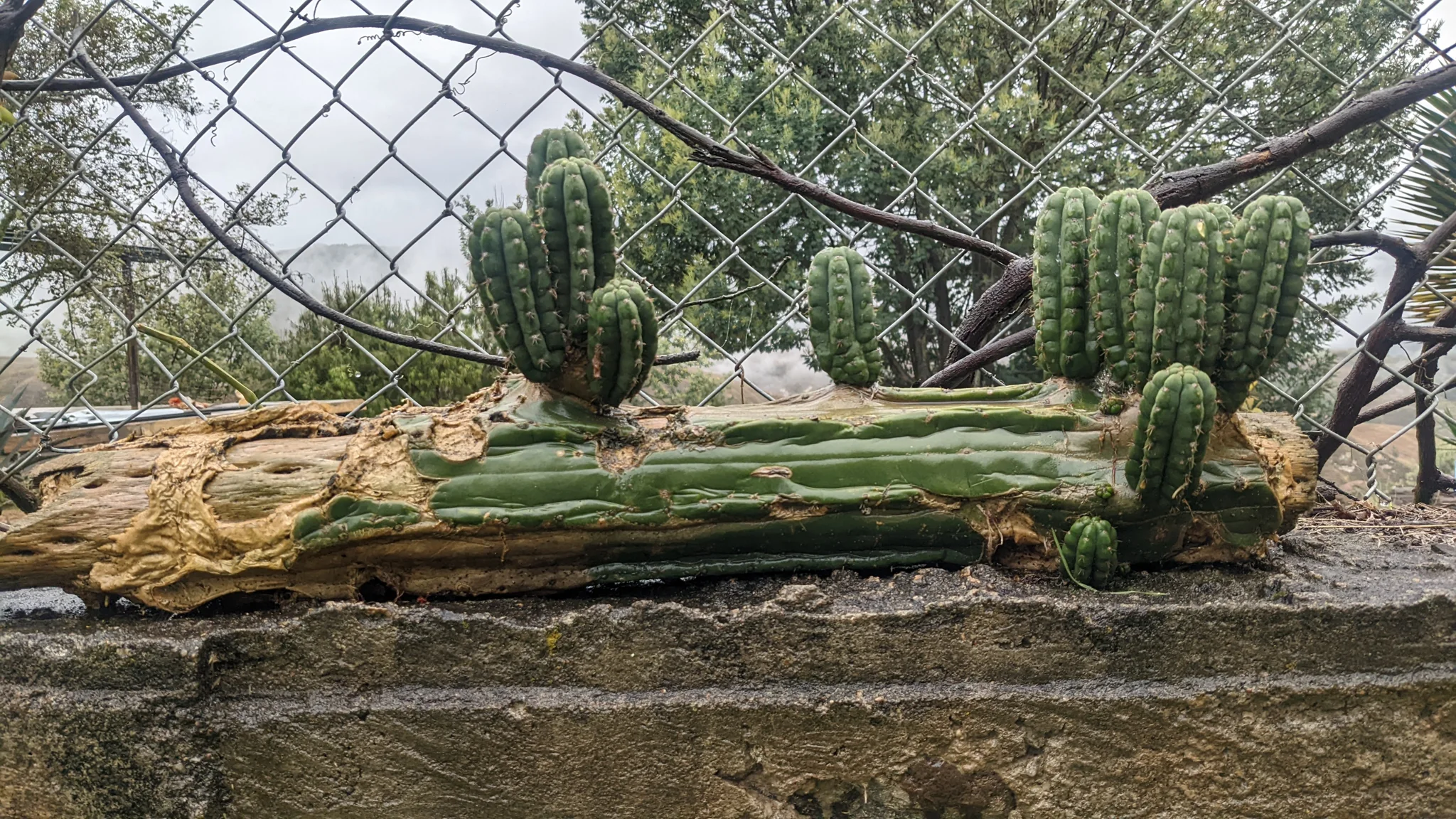 Tallos de cactus Echinopsis.