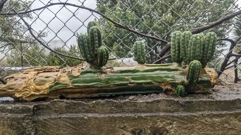 Tallos de cactus Echinopsis.