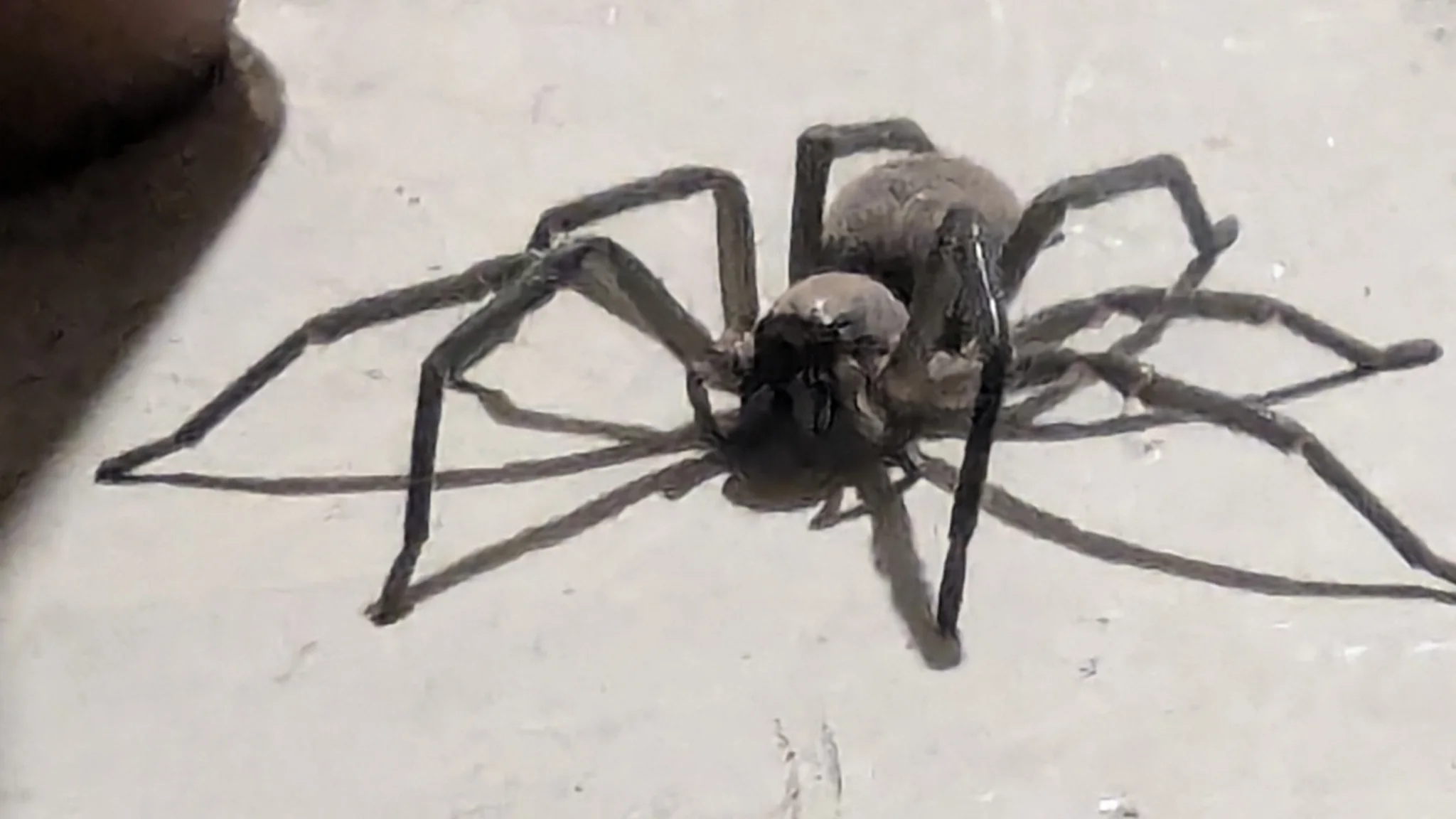Araña grande sobre un piso. La identificación más precisa sigue sin confirmarse.
