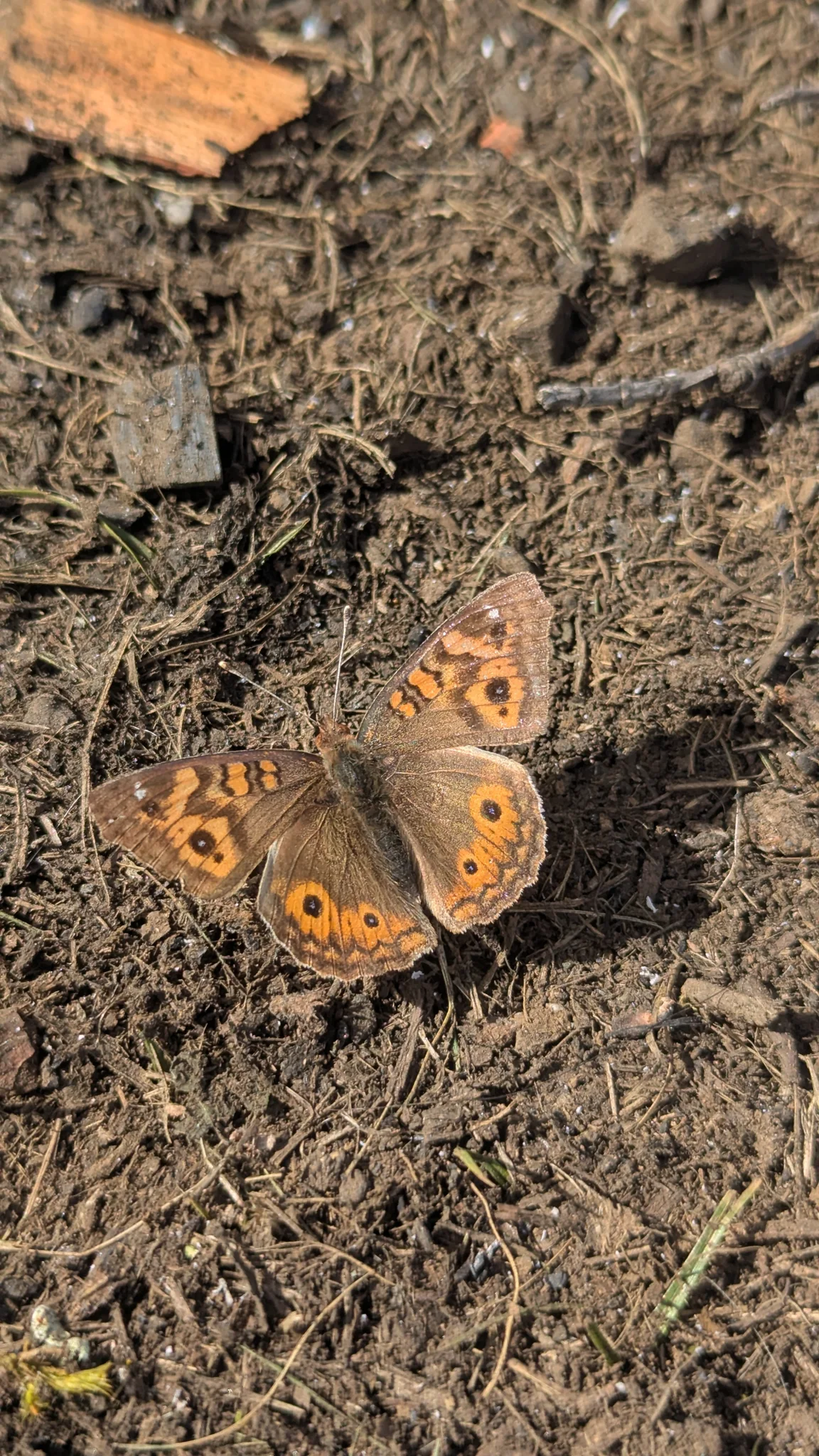 Mariposa con ocelos sobre tierra. La identificación más precisa sigue sin confirmarse.