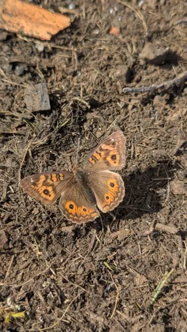Mariposa con ocelos sobre tierra. La identificación más precisa sigue sin confirmarse.