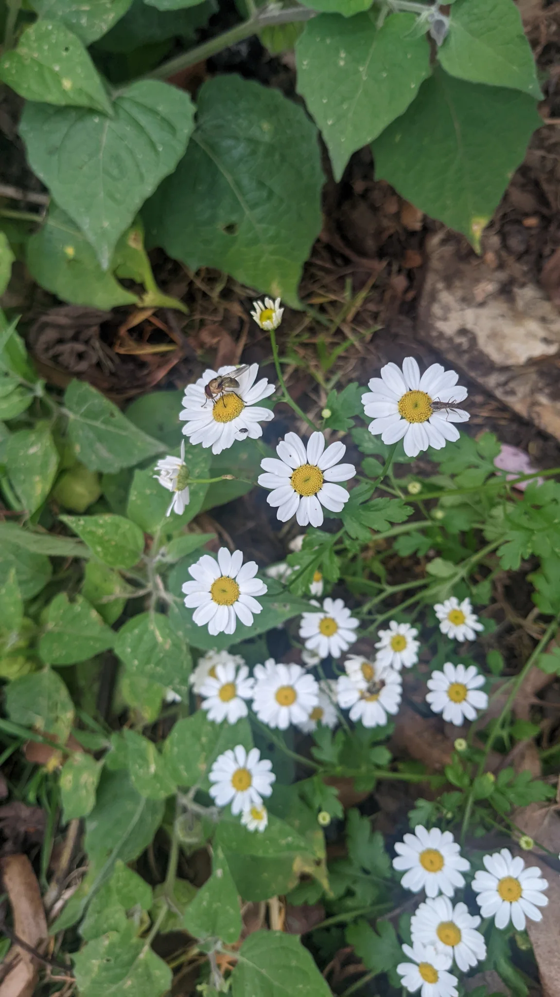 Matricaria de flores blancas y amarillas.