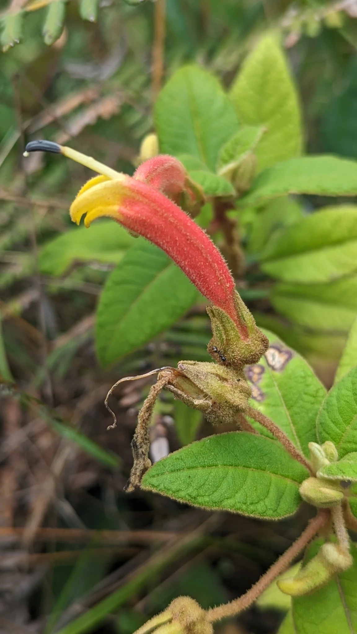 Flor roja y amarilla de campanulácea.